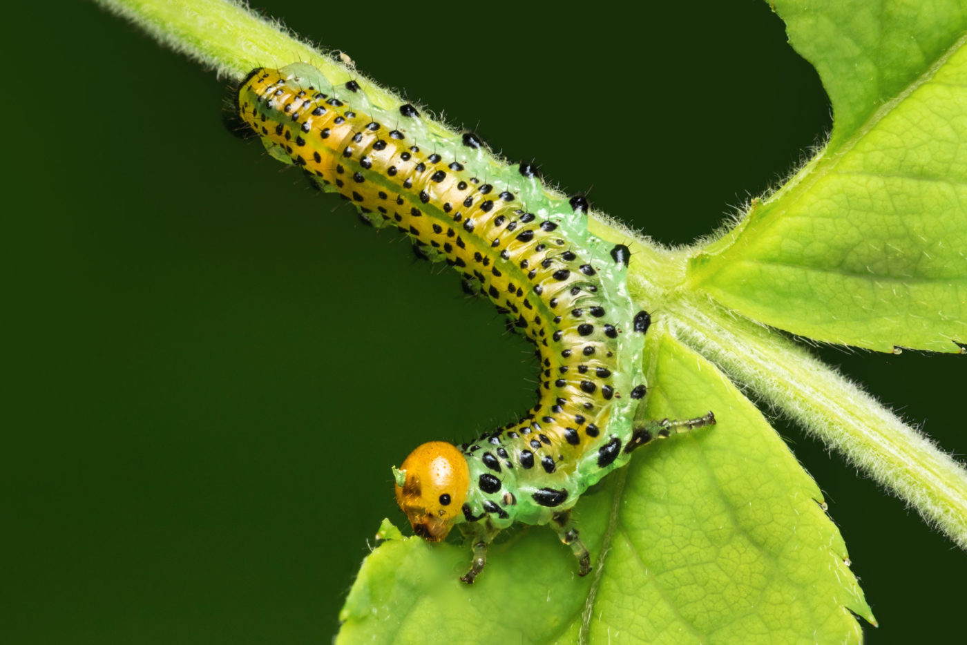 Sawfly larvae